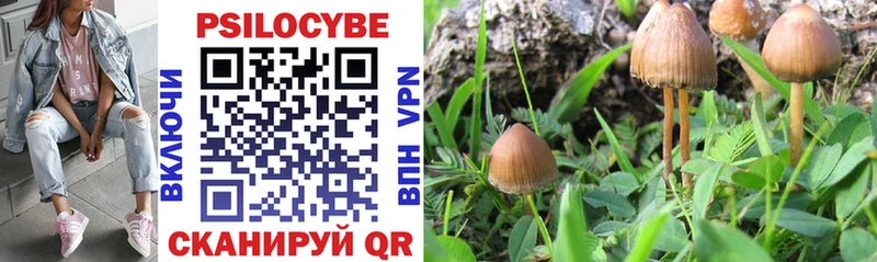 Купить закладки  Володарск  Псилоцибиновые грибы Cubensis 